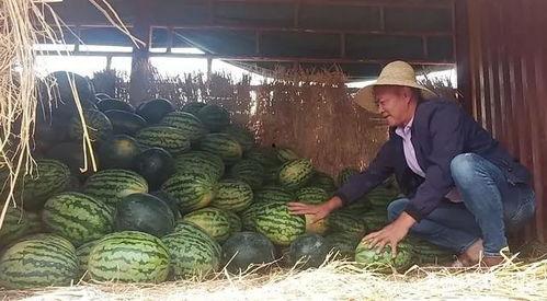 昆明最新吃瓜,揭秘网络热议背后的真相